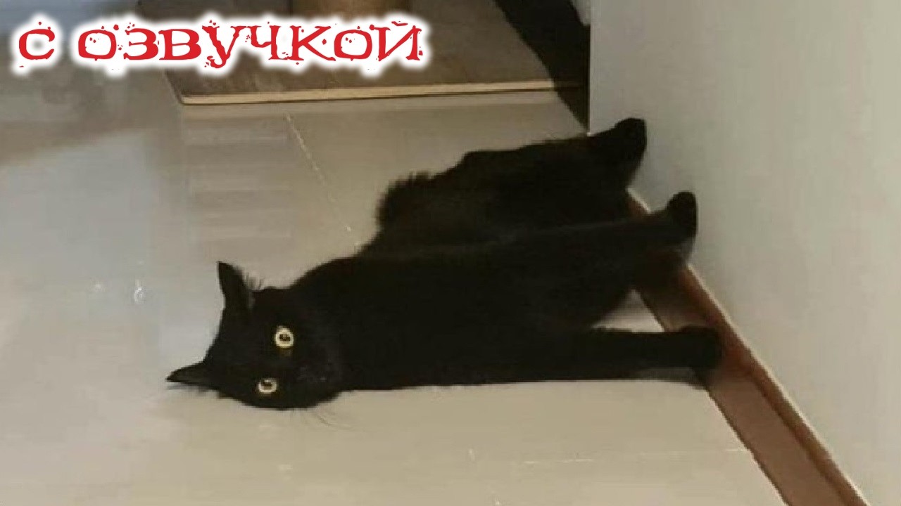 Приколы с котами! - С ОЗВУЧКОЙ! САМЫЕ СМЕШНЫЕ ЖИВОТНЫЕ! Смешные Коты и Кошки!