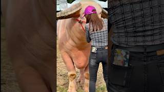 Ivory Gian The Story of a Truly Unique White Buffalo" #nature #camping #shortsfeed #trending