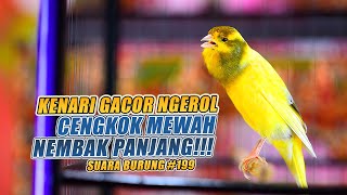 SUARA BURUNG |199| Kenari GACOR PANJANG INI Cocok untuk Masteran KENARI PAUD dan Kenari Macet BUNYI