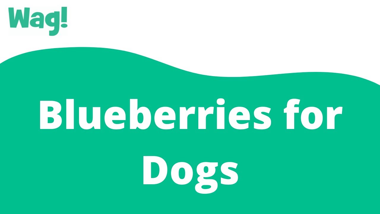 Can Blueberries Cause Diarrhea In Dogs