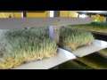 "Злаковый венец" установка для выращивания гидропонного зеленого корма (ГЗК)