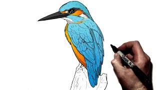 How To Draw A Kingfisher | Step By Step