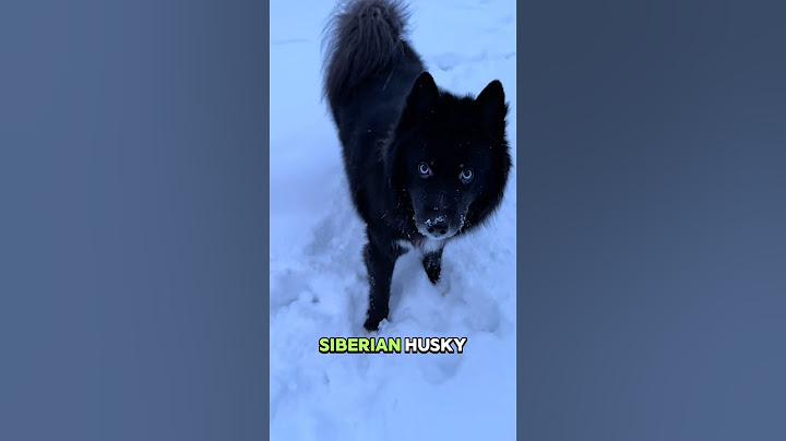 The Most Dramatic Dog You’ll Ever See : Siberian Husky 🐕🐶