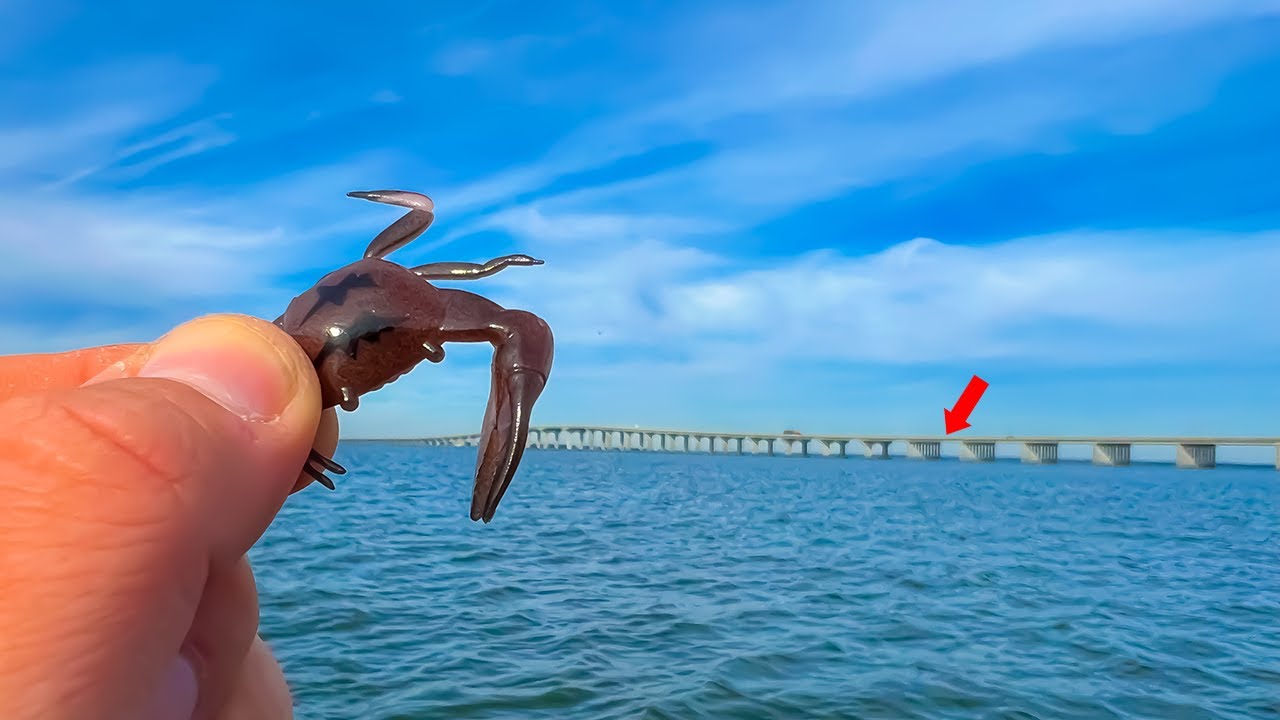 Fishing for BIG Sheepshead with NEW Lure ** FAKE FIDDLER CRABS ** 