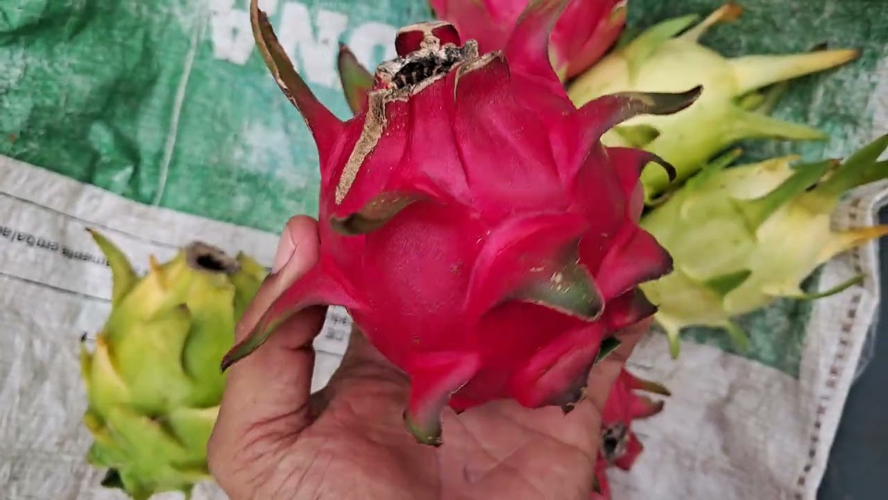 Qual o Ponto certo da colheita Pitaya 