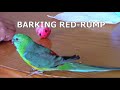 😍🦜 BARKING RED-RUMP PARROT TAKING OFF SMALL DOG THAT KEEPS BARKING NEXT DOOR FUNNY🦜