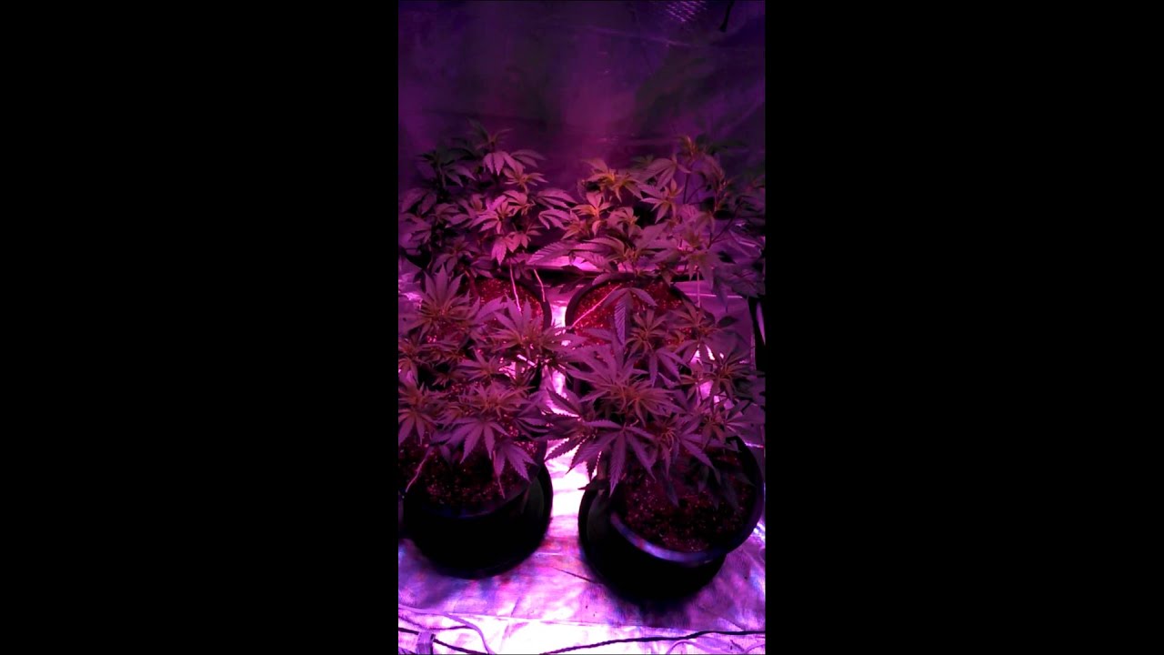 4x4 kind l6 pro grow 260x.