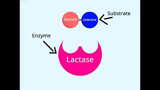The Enzyme Lactase