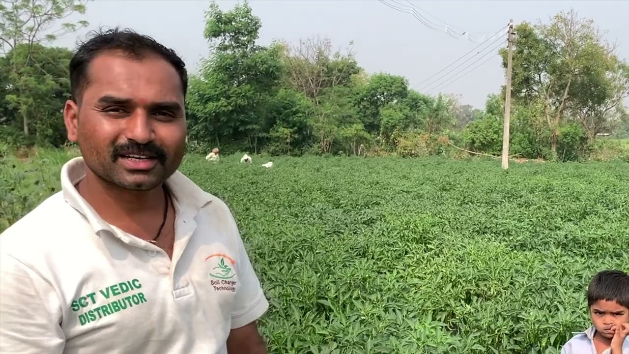 SCTवैदिक मिरची,25गुंठ्यात 1400kgचा तोडा,जबरदस्त क्वालिटीसह रोगमुक्त प्लॉट व्हयसरस दाखवा बक्षीस मिळवा