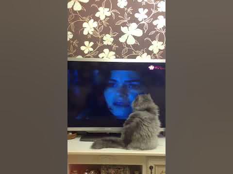 Котик смотрит кино - YouTube