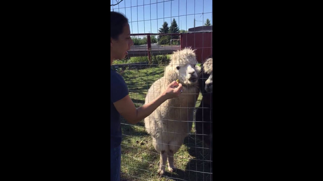 Do alpacas spit? YouTube Do alpacas spit? YouTube