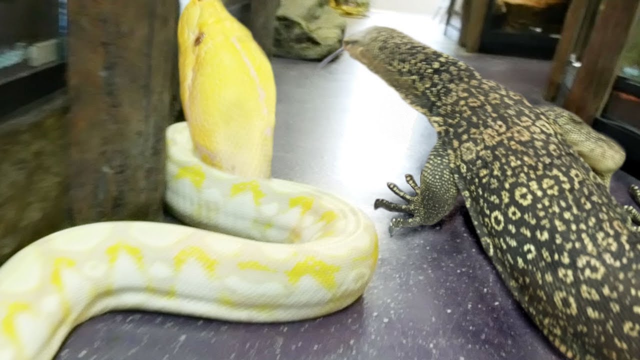 GIANT SNAKE AND HUGE LIZARD LOOSE IN THE REPTILE ZOO BRIAN BARCZYK building-the-world-s-biggest-reptile-zoo-ty-park-s-iguanaland-youtube