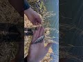 Рибка пасивна і треба відійти від нуля 1ʼ приманка в поміч#fishing #спінінг #рибалка #риба #окунь