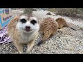 Home Safari - Meerkat - Cincinnati Zoo