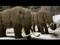 Mammoths Hunted for their Hides