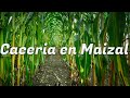 Cacería en el maizal con rifle PCP * MUCHO SUSPENSO !