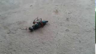The Ant Internet/the ant natewor truly amazing/দেখে নিন একটি পিপীলিকা কিভাবে তাদের সঞ্জিদের ডেকে আনে