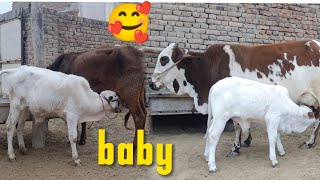 Cow Babies Ka Shok Kijiye