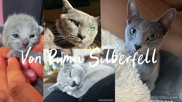 Video 8238551: russian blue cat meowing, baby kitten