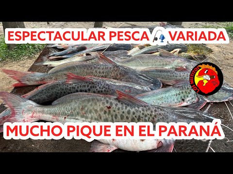 Video: Río Plyussa: características, fotos, recreación y pesca