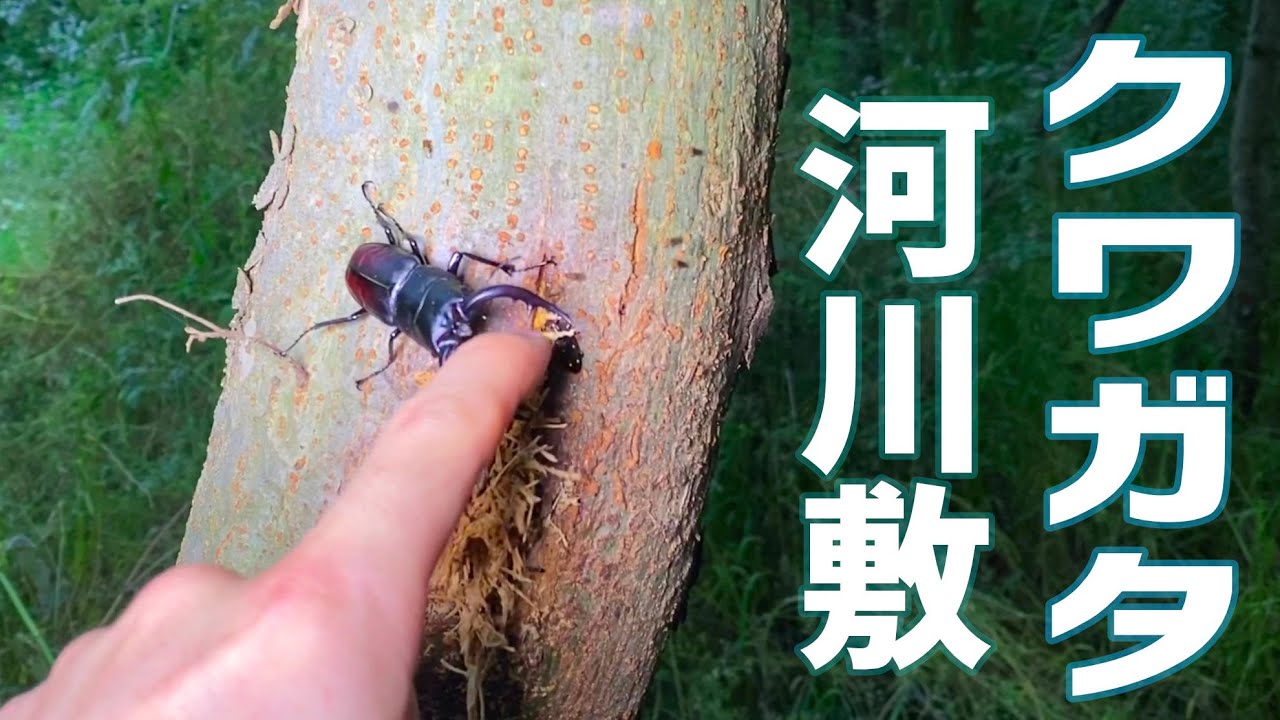 関西河川敷クワガタ列伝 ニレの木がいっぱい生えていたので調査 Search For Stag Beetle On The Riverbed Youtube