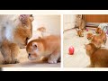 Grandfather Meets  His GrandKittens and plays football ⚽ with them