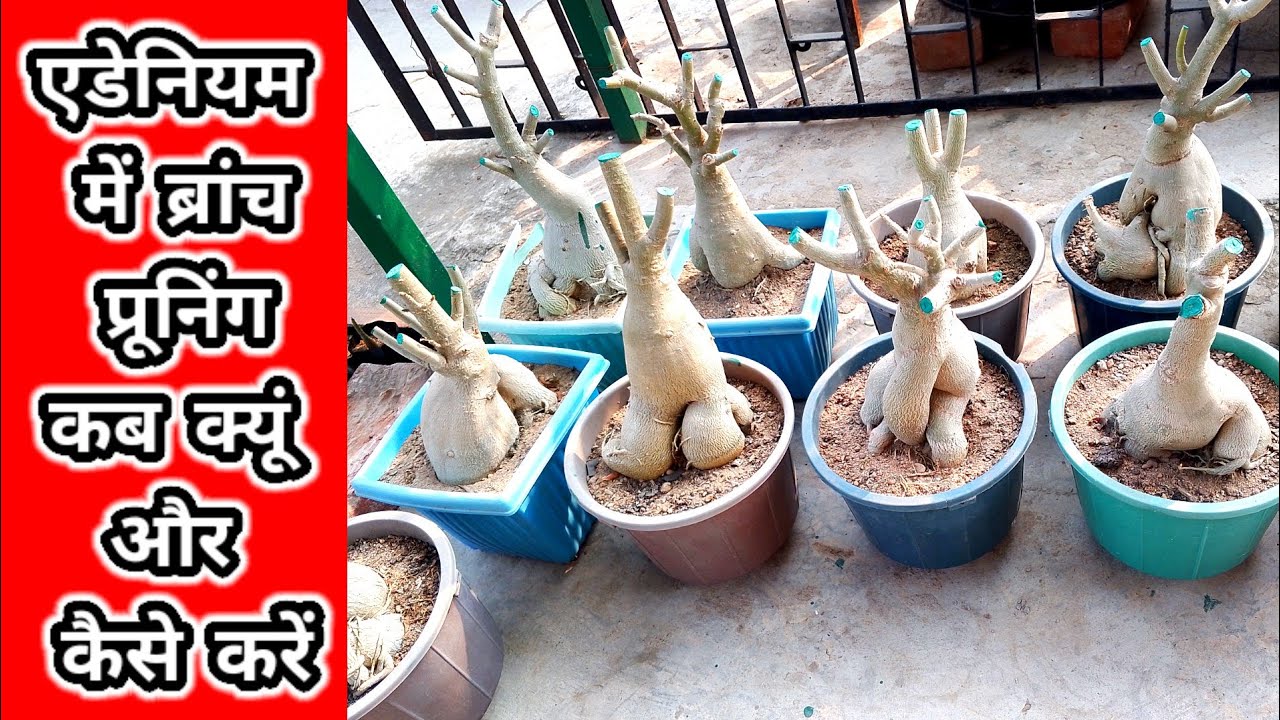 Когда, почему и как проводить обрезку ветвей у адениума. Как обрезать растения адениума @adaniumg...