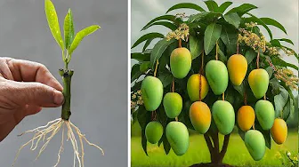 The Secret To Growing Mangoes Is Easy And Produces A Lot Of Fruit!