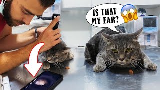 MASAYA SİNEN KEDİ!  Kedilerde Kulak Damlası Nasıl Uygulanır? #TheVet