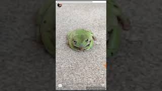 Cavetown Insta Storys 15.04.18