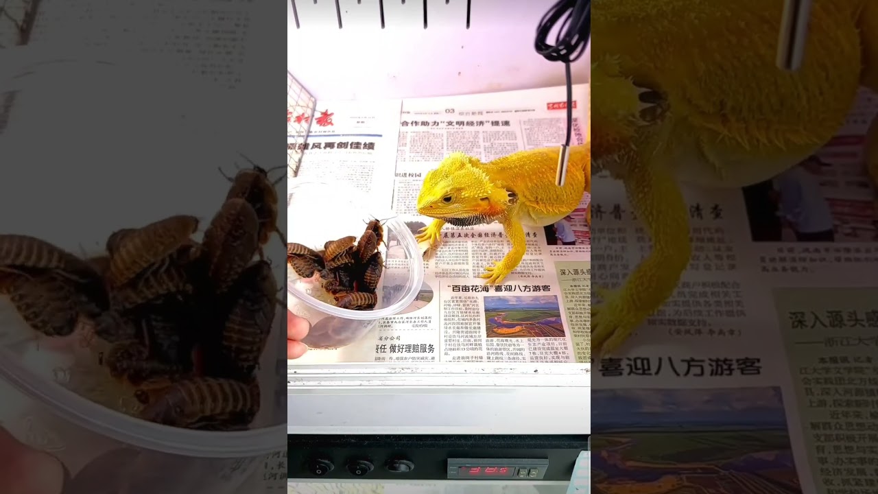 My Lizards diet -Lizard Feedding Time -Lizard feeding ASMR