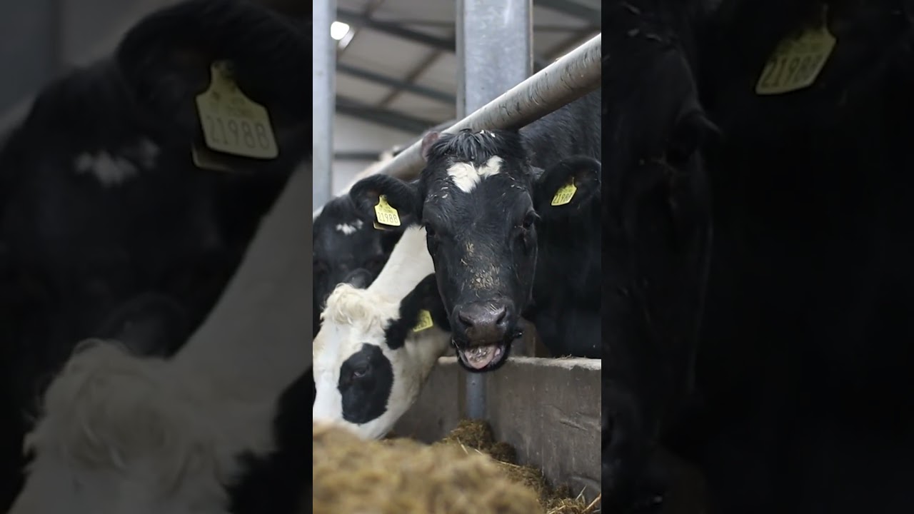 Kilkenny dairy farmer Andrew Leeson has seen a dramatic drop in his herd’s somatic cell count,
