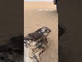 مقناص صقور حبارى الدبدبه تهقون ليه الطير هاش