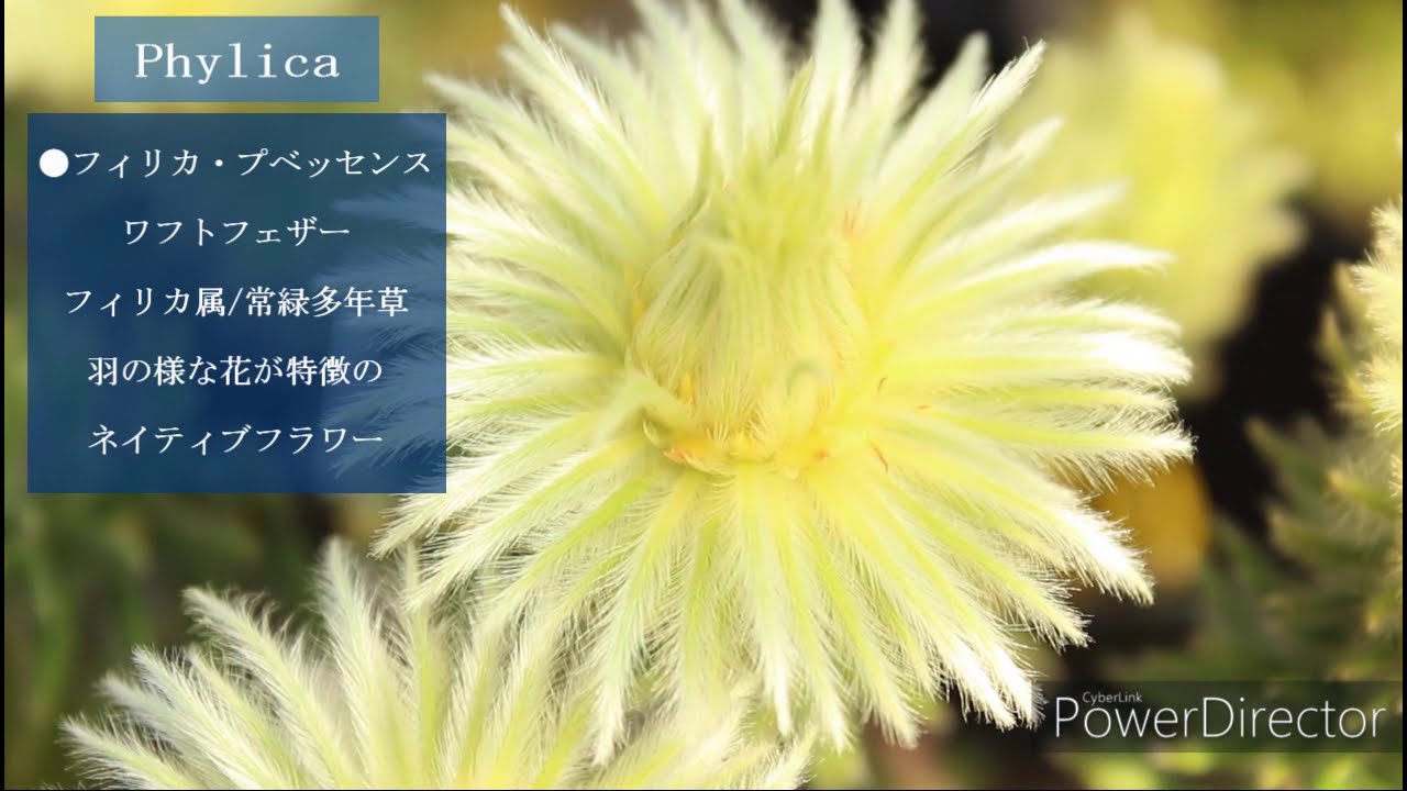 ２月の入荷植物 ネイティブプランツなどなど入荷中 Youtube