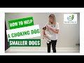 How to Help a Choking Dog - Smaller Dogs  | First Aid for Pets