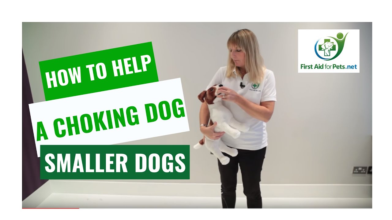 stop a dog from choking