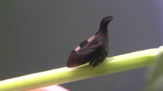 Thorn Mimic Treehopper