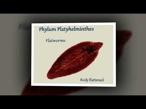 Video: Làm thế nào để phylum platyhelminthes sinh sản?
