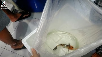 Đóng cá giao tỉnh tại 102 KOI Shop