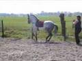 Lusitano stallion: Ordeiro in de piaffe