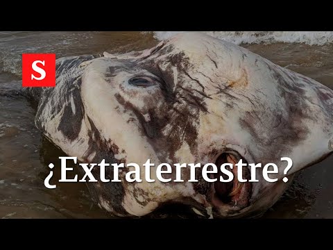 Vídeo: Monedas Del Pasado Que Representan Extrañas Criaturas. ¿Extraterrestres Y Ovnis? - Vista Alternativa