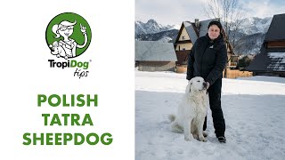 Polish Tatra Sheepdog - king of Polish dogs!