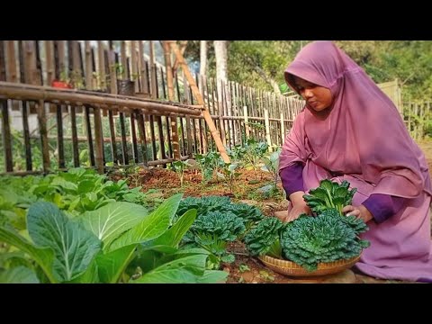 Panen Sayuran Segar di Kebun | Hidup di Desa | Harvest fresh vegetables in the garden