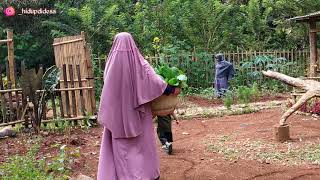 Panen Sayuran Segar di Kebun | Hidup di Desa | Harvest fresh vegetables in the garden