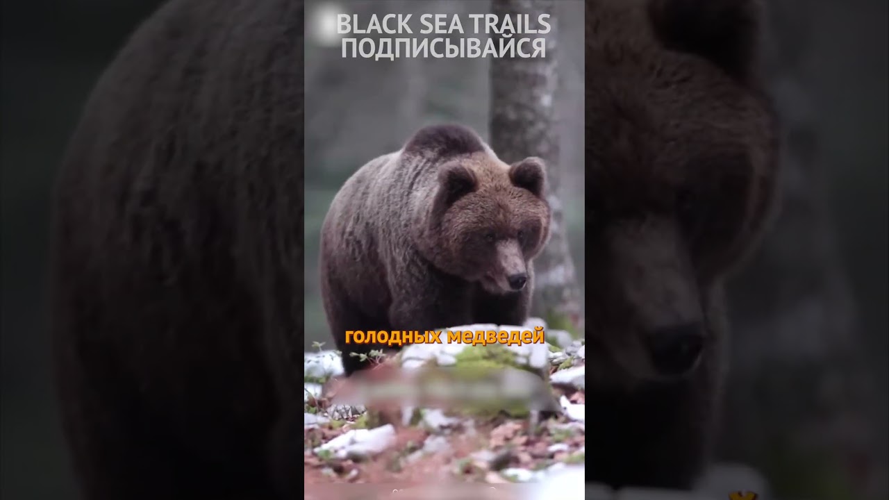 Горный велосипед и медведи! Велопокатушки. МТБ. eMTB 