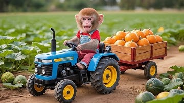 The Little Monkey and the Mysterious Tractor in the Pumpkin Farm – What Secret Is Hidden? 🎃