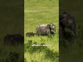 Collaring an elephant is a race against time