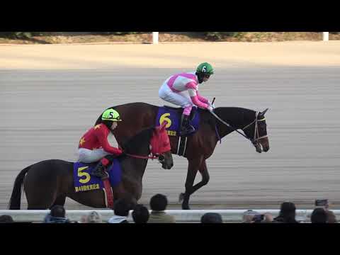 2022 第49回 佐賀記念 JpnⅢ 本馬場入場 誘導馬は2011年の勝ち馬 メテオロロジスト 現地映像 ケイアイパープル
