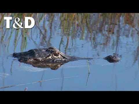 Video: Il Parco Nazionale Delle Everglades è Tanto Bello Quanto Espansivo