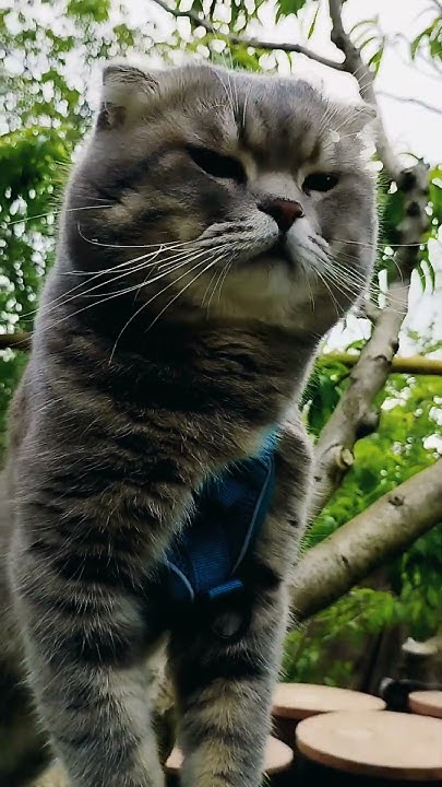 Наймиліше висловухе кошення #україна #cat #shorts - YouTube
